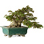 Acer buergerianum, 24 cm, ± 30 Jahre alt, mit einem Nebari von 15 cm und in einem zerbrochenen handgefertigten japanischen Topf