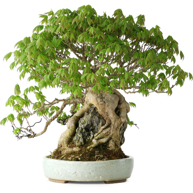Acer buergerianum, 35 cm, ± 30 years old, with a nebari of 10 cm and in a handmade Japanese pot by Heian Kosen