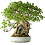 Acer buergerianum, 35 cm, ± 30 years old, with a nebari of 10 cm and in a handmade Japanese pot by Heian Kosen