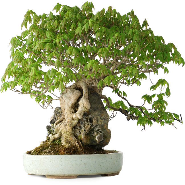 Acer buergerianum, 35 cm, ± 30 jaar oud, met een nebari van 10 cm en in een handgemaakte Japanse pot van Heian Kosen