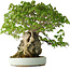 Acer buergerianum, 35 cm, ± 30 years old, with a nebari of 10 cm and in a handmade Japanese pot by Heian Kosen
