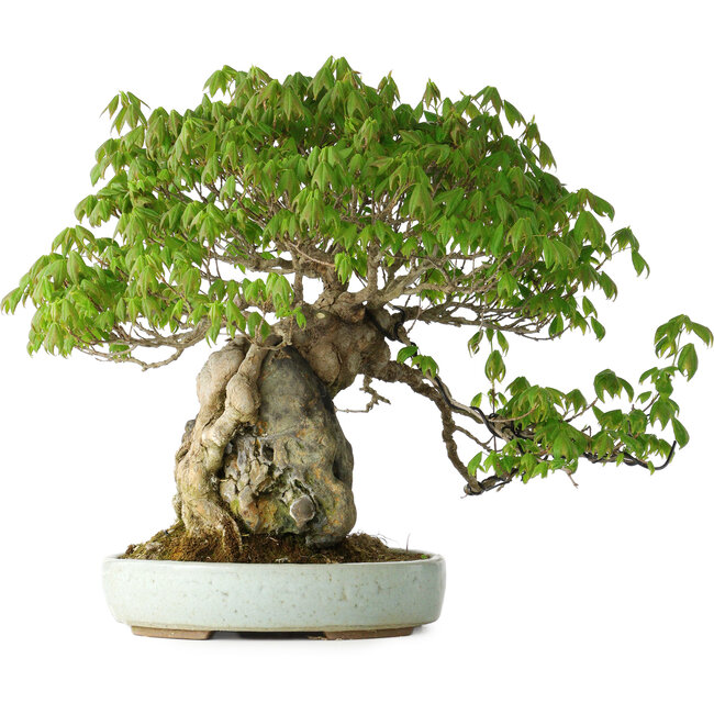 Acer buergerianum, 35 cm, ± 30 jaar oud, met een nebari van 10 cm en in een handgemaakte Japanse pot van Heian Kosen