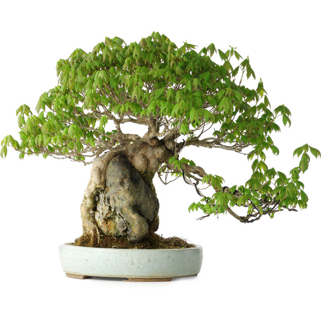 Acer buergerianum, 35 cm, ± 30 years old, with a nebari of 10 cm and in a handmade Japanese pot by Heian Kosen