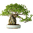 Acer buergerianum, 35 cm, ± 30 años, con un nebari de 10 cm y en una maceta japonesa hecha a mano por Heian Kosen