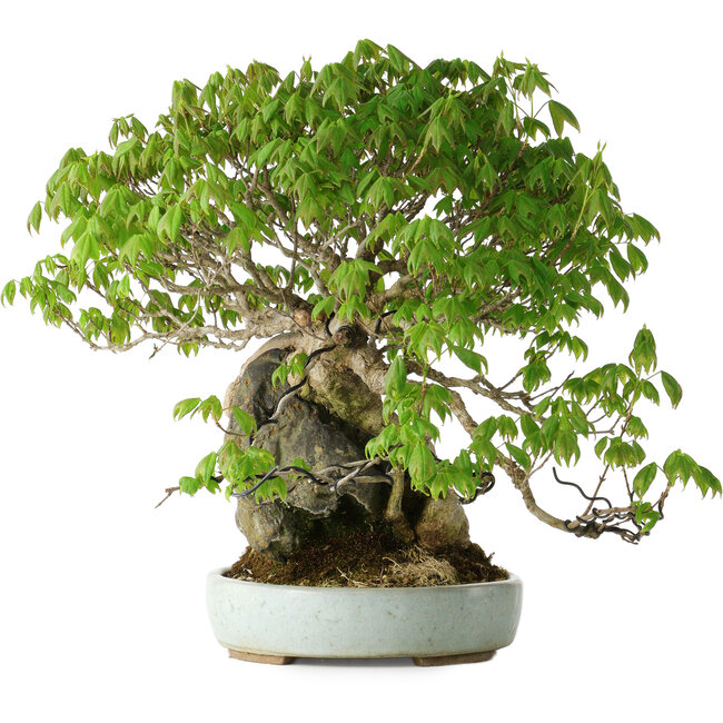 Acer buergerianum, 35 cm, ± 30 Jahre alt, mit einem Nebari von 10 cm und in einem handgefertigten japanischen Topf von Heian Kosen