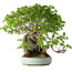 Acer buergerianum, 35 cm, ± 30 años, con un nebari de 10 cm y en una maceta japonesa hecha a mano por Heian Kosen