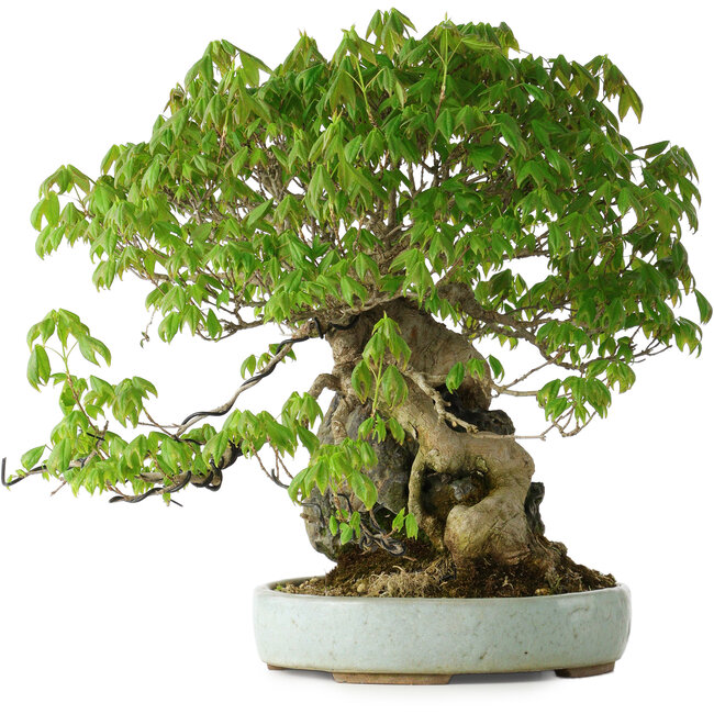 Acer buergerianum, 35 cm, ± 30 ans, avec un nebari de 10 cm et dans un pot japonais fait main par Heian Kosen