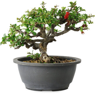 Chaenomeles speciosa, 18 cm, ± 30 years old