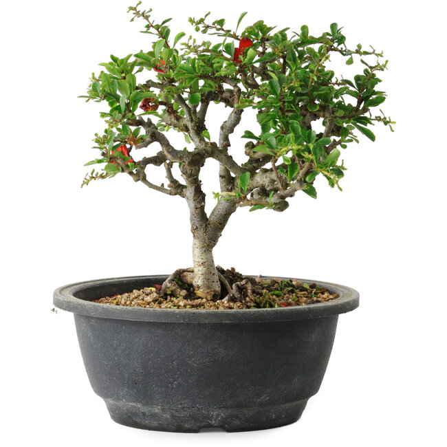 Chaenomeles speciosa, 18 cm, ± 30 Jahre alt, mit einem Nebari von 3,5 cm