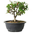 Chaenomeles speciosa, 18 cm, ± 30 jaar oud, met een nebari van 3,5 cm