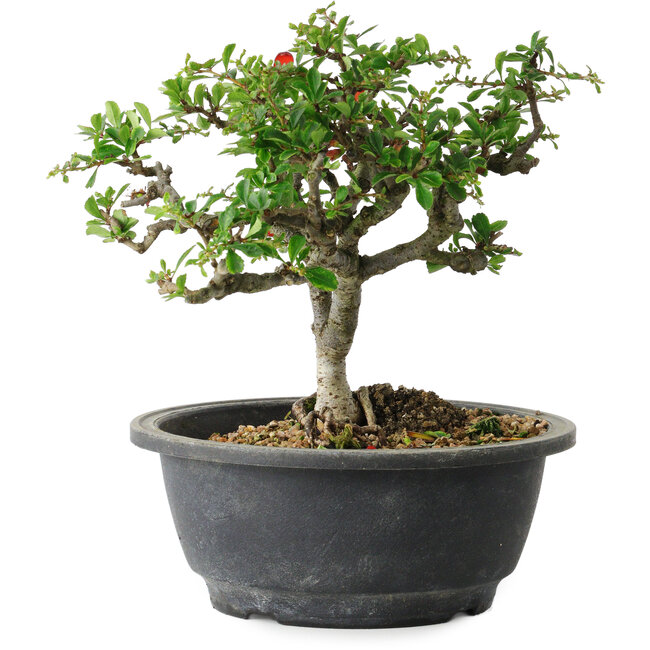 Chaenomeles speciosa, 18 cm, ± 30 anni, con un nebari di 3,5 cm