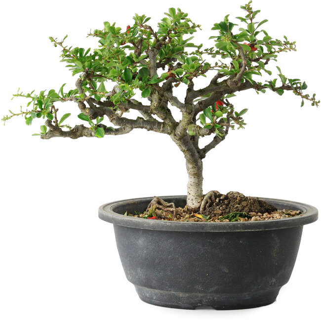 Chaenomeles speciosa, 18 cm, ± 30 years old, with a nebari of 3,5 cm