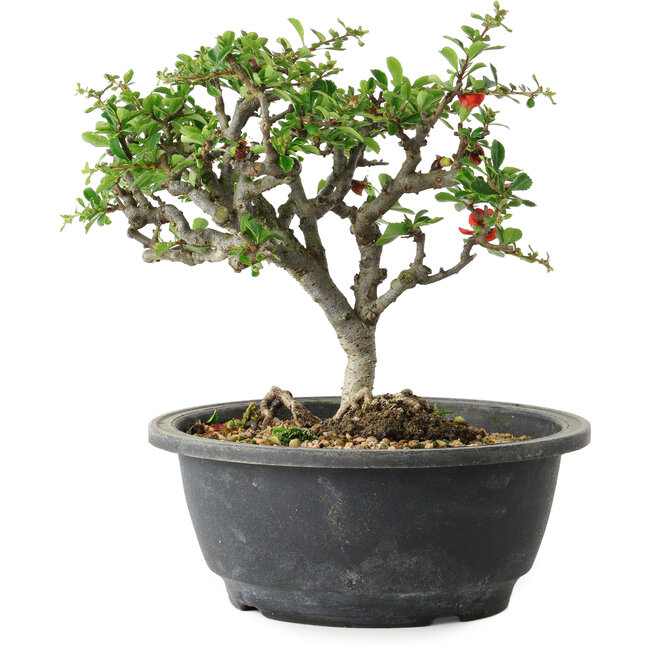Chaenomeles speciosa, 18 cm, ± 30 anni, con un nebari di 3,5 cm