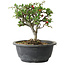 Chaenomeles speciosa, 18 cm, ± 30 anni, con un nebari di 3,5 cm