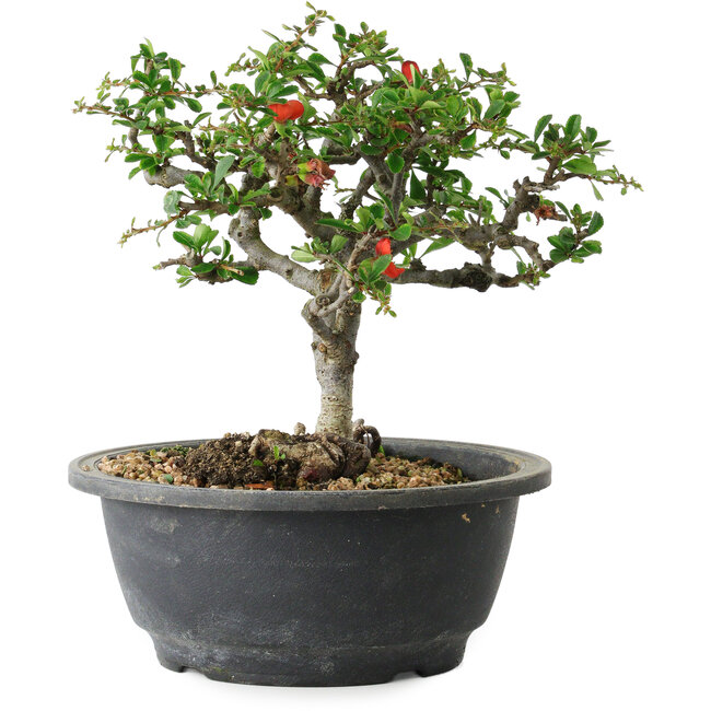 Chaenomeles speciosa, 18 cm, ± 30 Jahre alt, mit einem Nebari von 3,5 cm