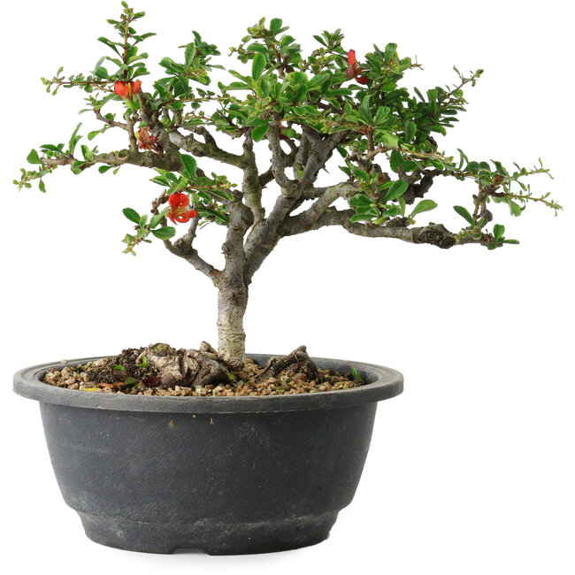Chaenomeles speciosa, 18 cm, ± 30 Jahre alt, mit einem Nebari von 3,5 cm