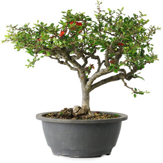 Chaenomeles speciosa, 23 cm, ± 30 years old