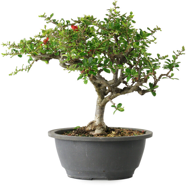 Chaenomeles speciosa, 23 cm, ± 30 Jahre alt, mit einem Nebari von 3,5 cm