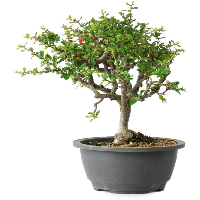 Chaenomeles speciosa, 23 cm, ± 30 Jahre alt, mit einem Nebari von 3,5 cm