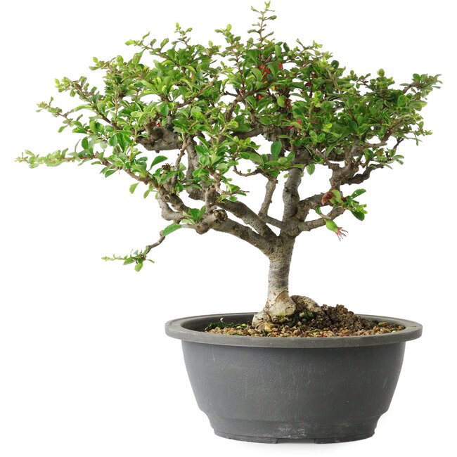 Chaenomeles speciosa, 23 cm, ± 30 anni, con un nebari di 3,5 cm