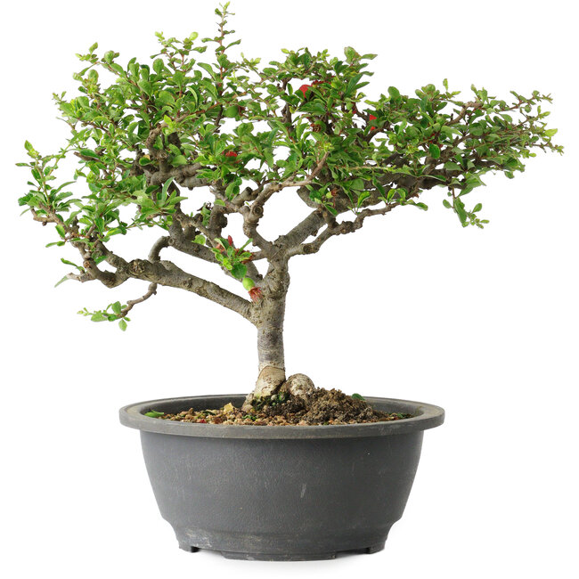 Chaenomeles speciosa, 23 cm, ± 30 ans, avec un nebari de 3,5 cm