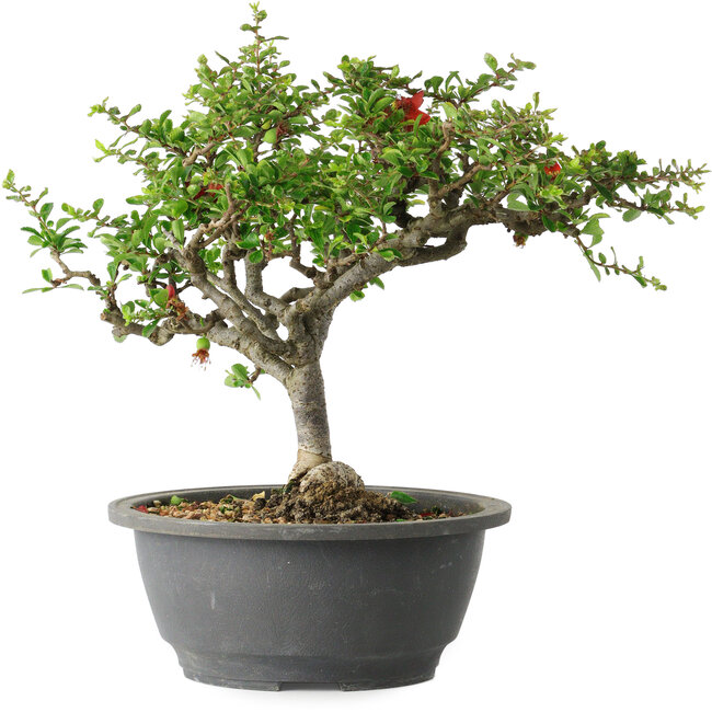 Chaenomeles speciosa, 23 cm, ± 30 jaar oud, met een nebari van 3,5 cm