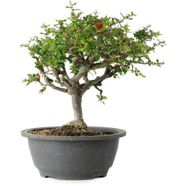 Chaenomeles speciosa, 23 cm, ± 30 ans, avec un nebari de 3,5 cm