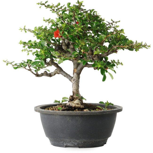 Chaenomeles speciosa, 24 cm, ± 30 anni, con un nebari di 3,5 cm