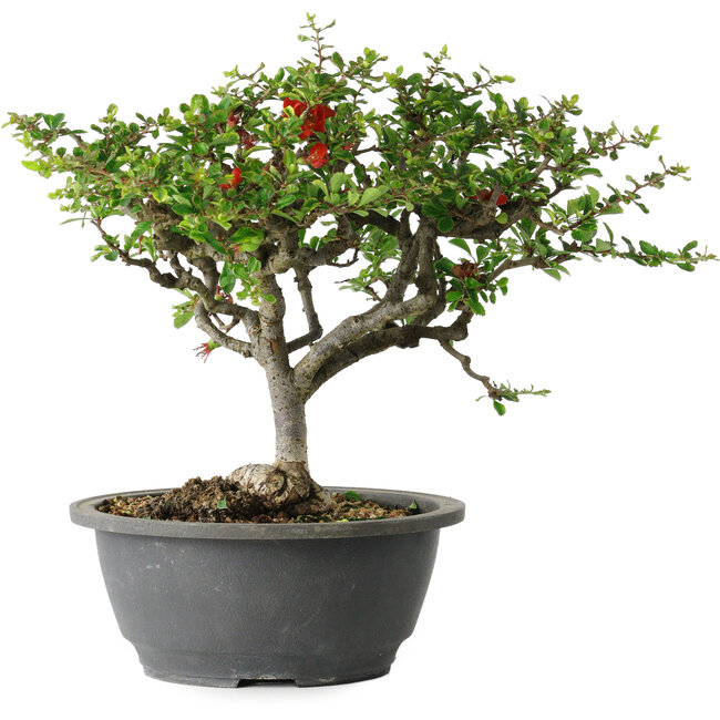 Chaenomeles speciosa, 23 cm, ± 30 jaar oud, met een nebari van 3,5 cm