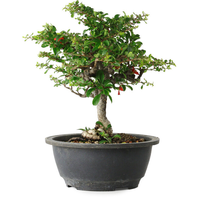 Chaenomeles speciosa, 24 cm, ± 30 ans, avec un nebari de 3,5 cm