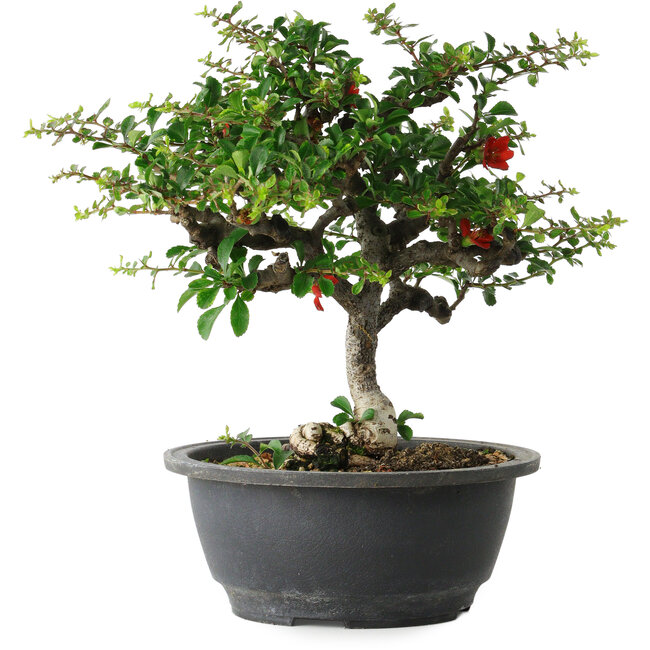 Chaenomeles speciosa, 24 cm, ± 30 jaar oud, met een nebari van 3,5 cm