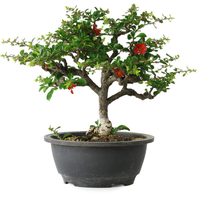 Chaenomeles speciosa, 24 cm, ± 30 jaar oud, met een nebari van 3,5 cm