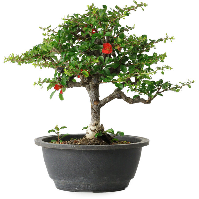 Chaenomeles speciosa, 24 cm, ± 30 Jahre alt, mit einem Nebari von 3,5 cm