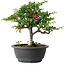 Chaenomeles speciosa, 24 cm, ± 30 Jahre alt, mit einem Nebari von 3,5 cm