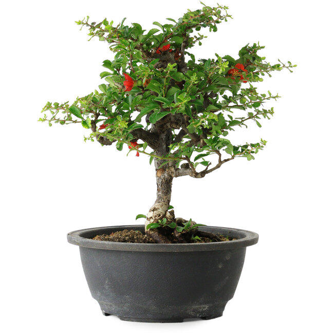 Chaenomeles speciosa, 24 cm, ± 30 años, con un nebari de 3,5 cm