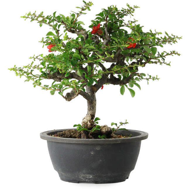 Chaenomeles speciosa, 24 cm, ± 30 years old, with a nebari of 3,5 cm