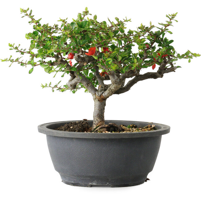 Chaenomeles speciosa, 18 cm, ± 30 anni, con un nebari di 3,5 cm