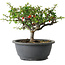 Chaenomeles speciosa, 18 cm, ± 30 anni, con un nebari di 3,5 cm