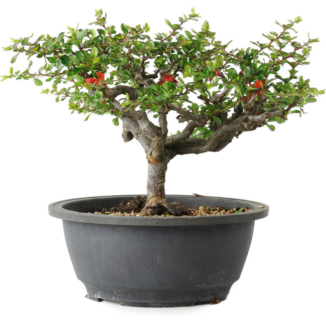 Chaenomeles speciosa, 18 cm, ± 30 anni, con un nebari di 3,5 cm