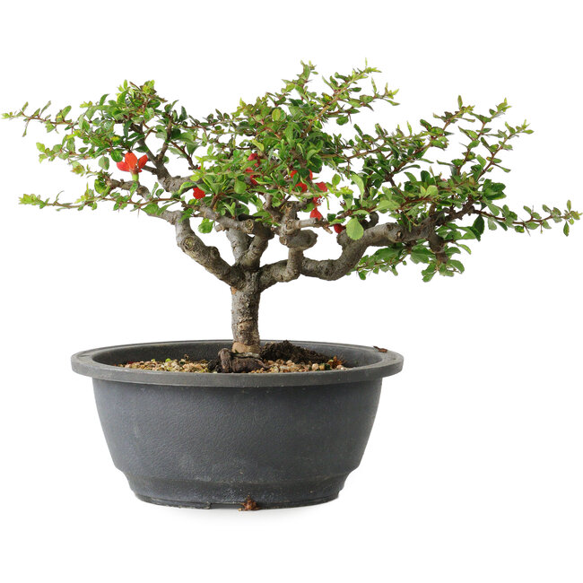 Chaenomeles speciosa, 18 cm, ± 30 years old, with a nebari of 3,5 cm