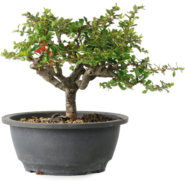 Chaenomeles speciosa, 18 cm, ± 30 jaar oud, met een nebari van 3,5 cm