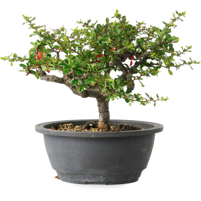 Chaenomeles speciosa, 18 cm, ± 30 anni, con un nebari di 3,5 cm