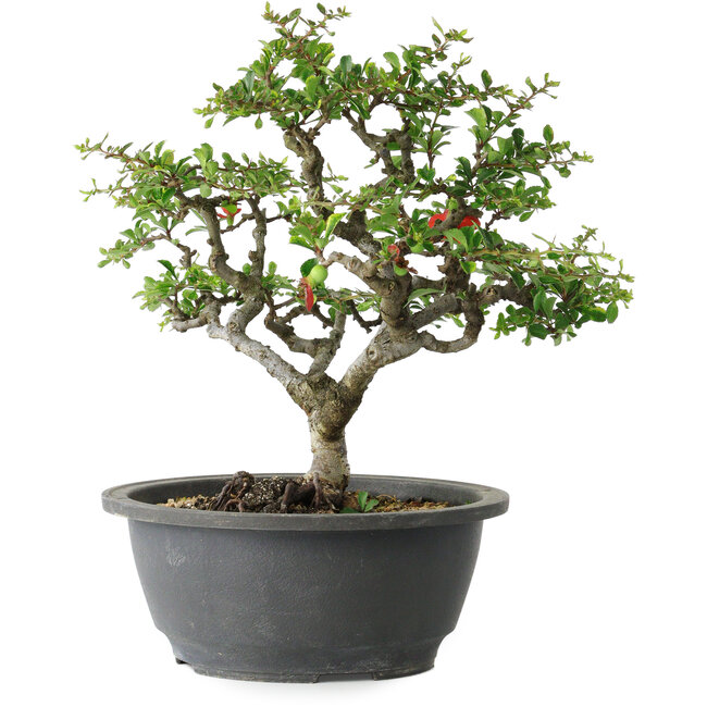 Chaenomeles speciosa, 24 cm, ± 30 anni, con un nebari di 3,5 cm