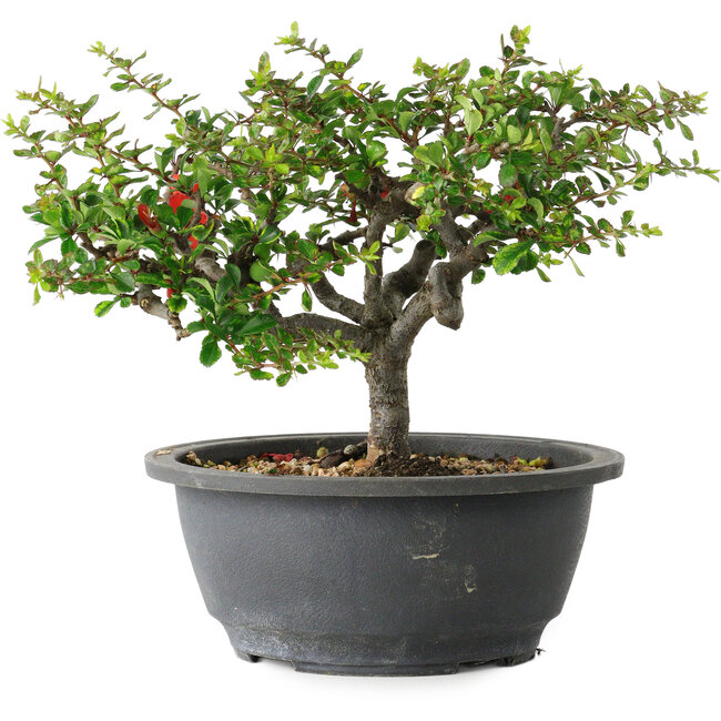 Chaenomeles speciosa, 18 cm, ± 30 anni, con un nebari di 3,5 cm