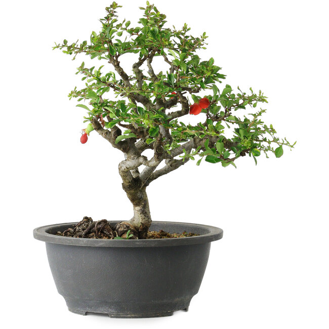 Chaenomeles speciosa, 24 cm, ± 30 jaar oud, met een nebari van 3,5 cm