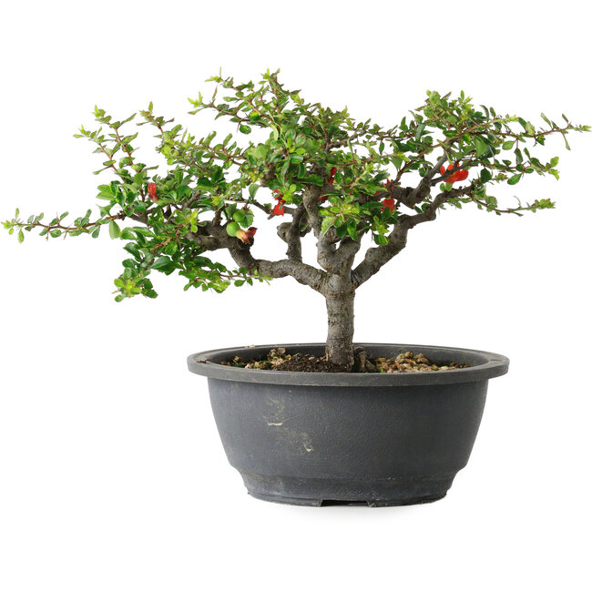 Chaenomeles speciosa, 18 cm, ± 30 years old, with a nebari of 3,5 cm