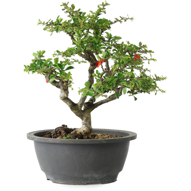 Chaenomeles speciosa, 24 cm, ± 30 jaar oud, met een nebari van 3,5 cm