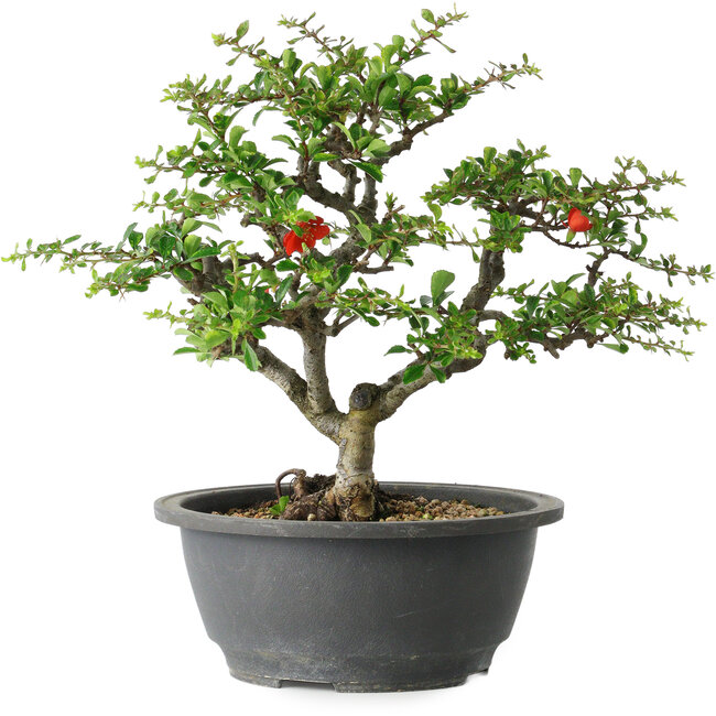 Chaenomeles speciosa, 24 cm, ± 30 jaar oud, met een nebari van 3,5 cm