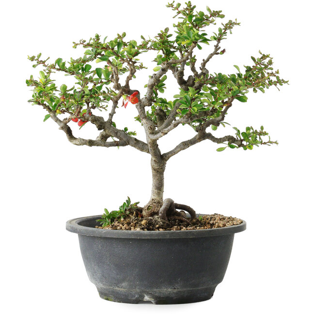 Chaenomeles speciosa, 23 cm, ± 30 Jahre alt, mit einem Nebari von 3,5 cm