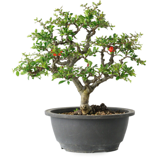 Chaenomeles speciosa, 24 cm, ± 30 anni, con un nebari di 3,5 cm